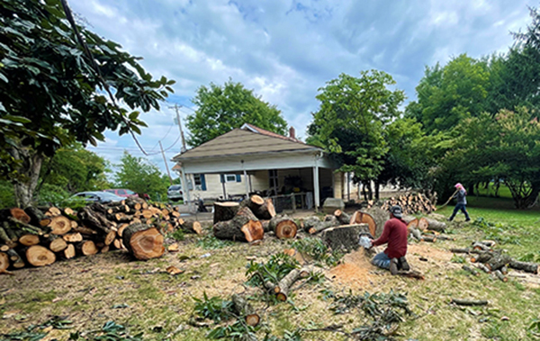 A large tree which has been cut down and removed from a yard.