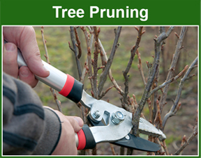 tree pruning