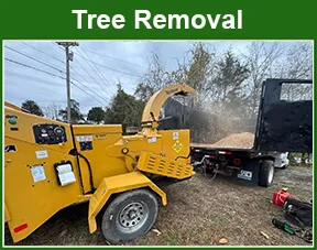 tree removal