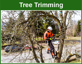 tree triming