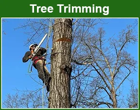 tree triming