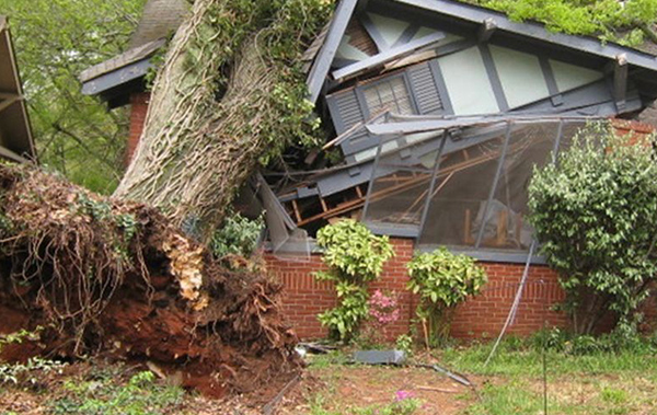 house crushed by a fallen tree.