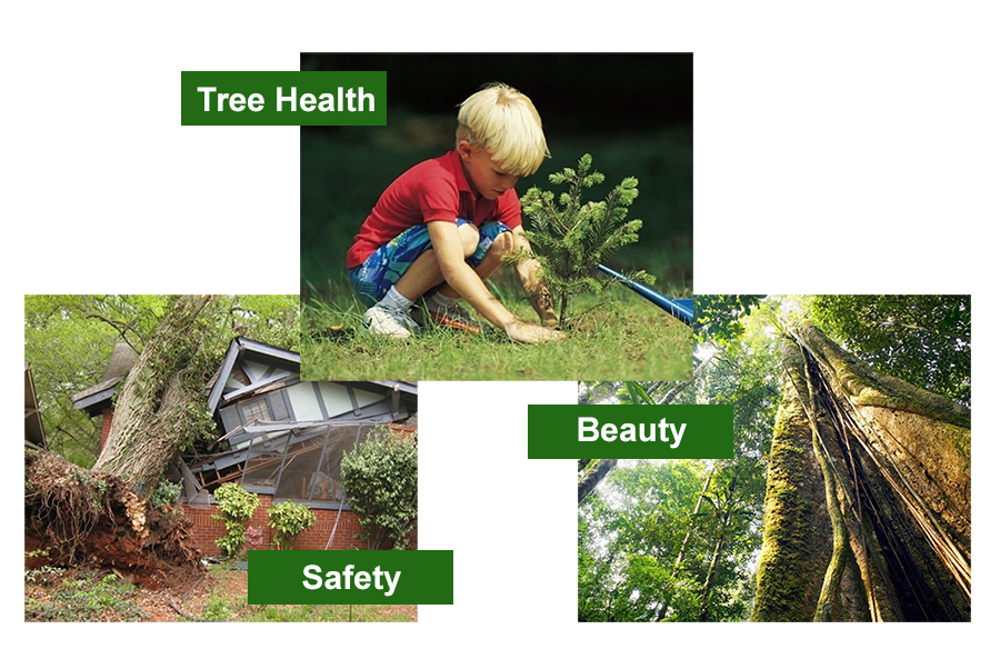 Tree health, safety, and beauty
