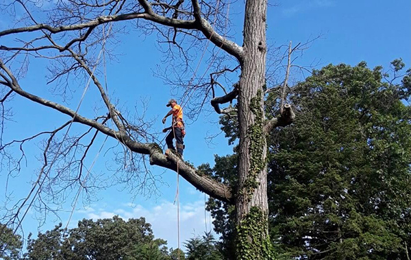 man trimming limbs from a large tree.